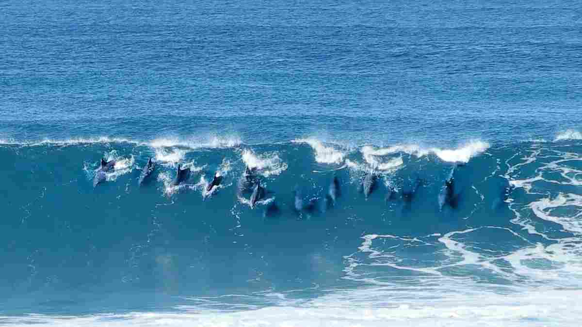 PAY-Dolphins-Riding-the-waves s.jpg