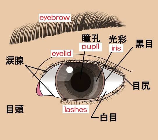 eye s English.jpg