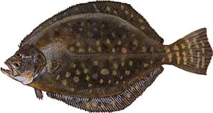 flounder.jpg