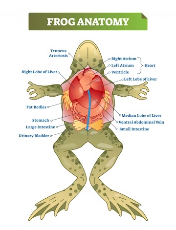 frog anatomy.jpg