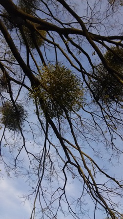 mistletoe matsuyama3.jpg